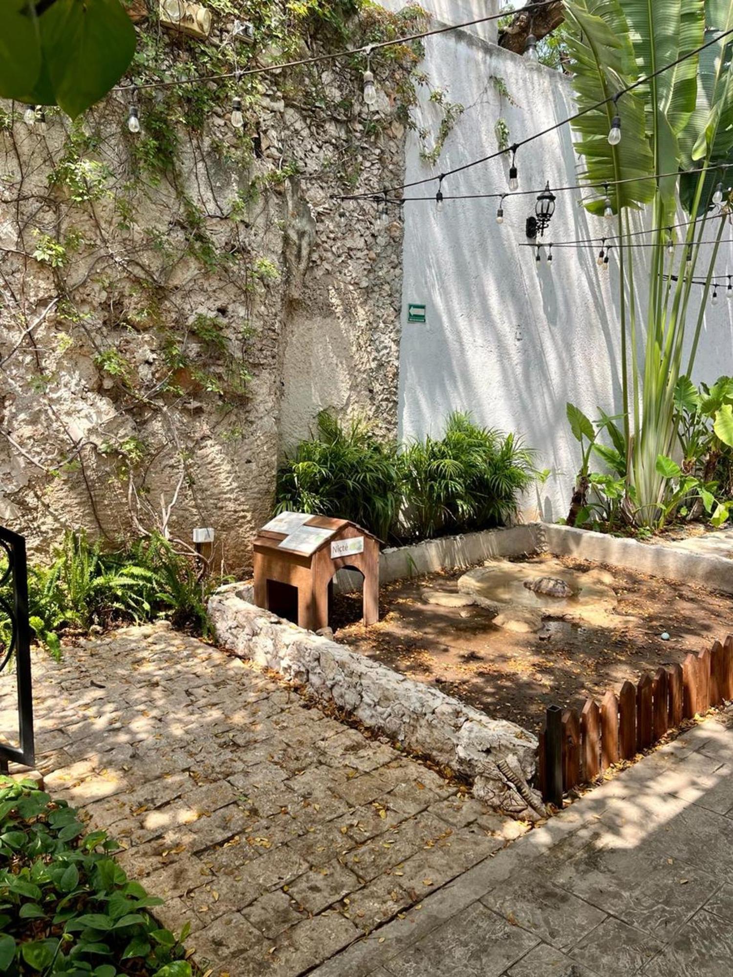 Hotel & Hostal Boutique Casa Garza Mérida Exteriör bild